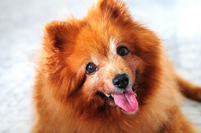 Close-up portrait of a dog