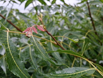 Close-up of leaves