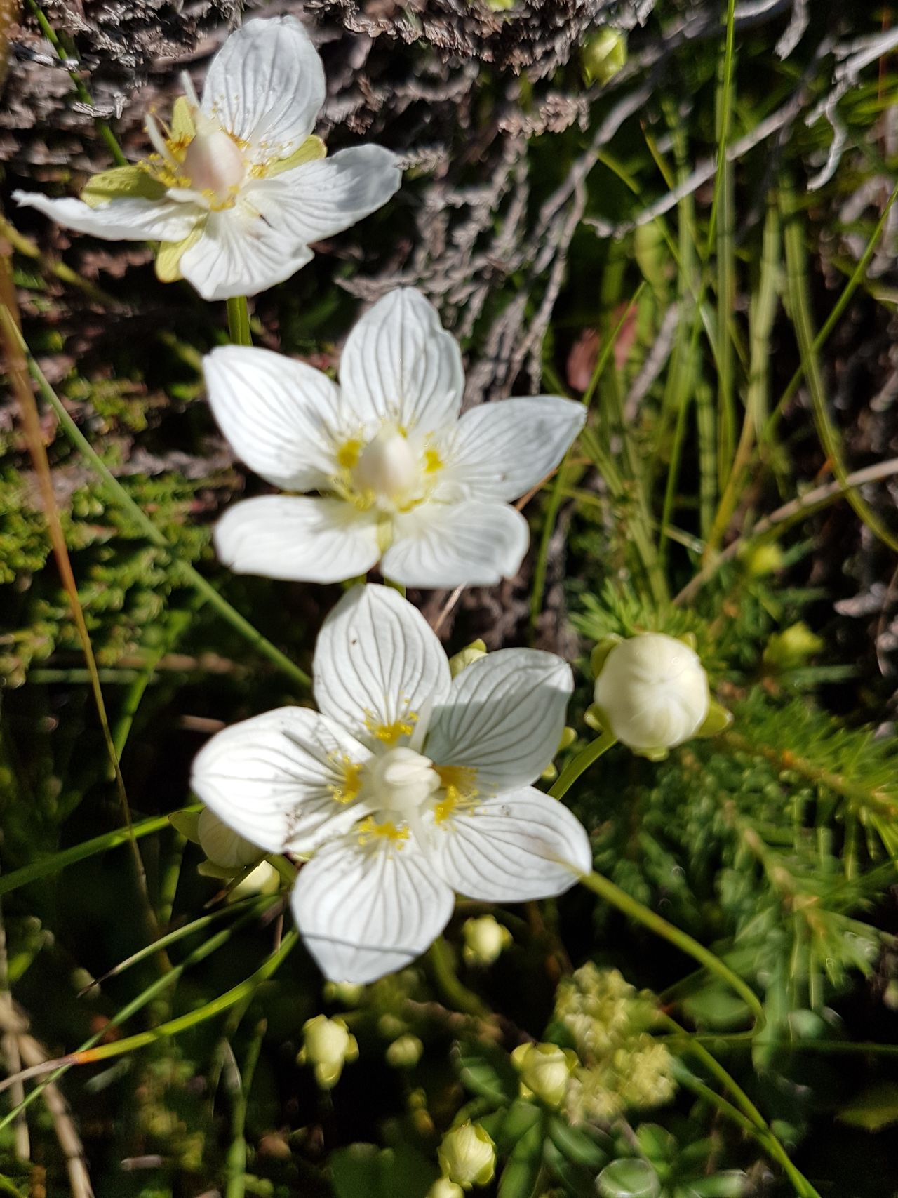 Parnassie des marais