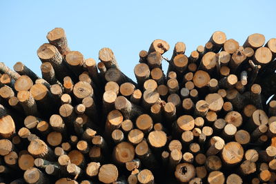 Stack of logs in forest