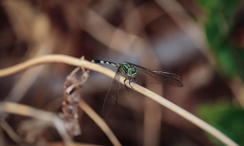 Close-up of dragonfly on plant