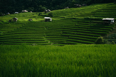 Scenic view of agricultural field