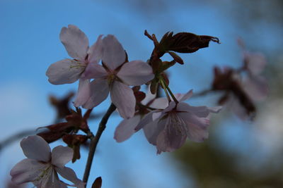 Close-up of cherry blossoms against sky