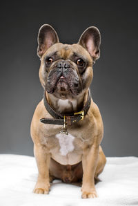 Portrait of dog sitting against gray background
