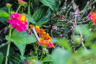 Close-up of butterfly on purple flowering plant