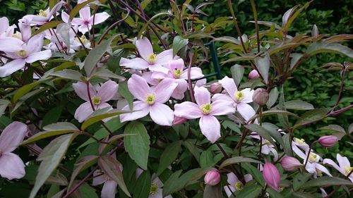 Close-up of pink flowering plant