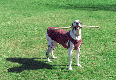 Harlequin great dane dog with stick wearing red plaid warm coat outside, adorable.