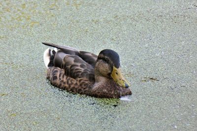 High angle view of mallard duck on the lake