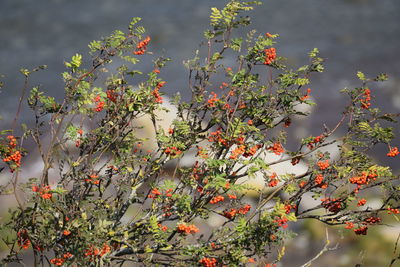 Close-up of red flowering plant