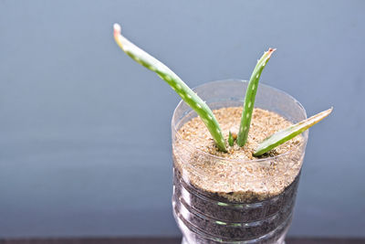 Close-up of aloe vera in plastic bottle