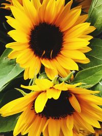 Close-up of sunflower blooming outdoors