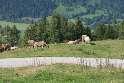 Cows grazing on field against trees