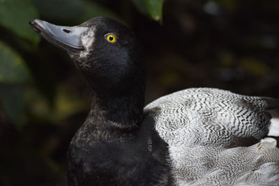 Close-up of a bird