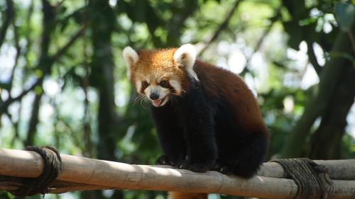 Red panda sitting on wood in zoo