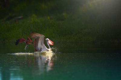 Bird flying over a water