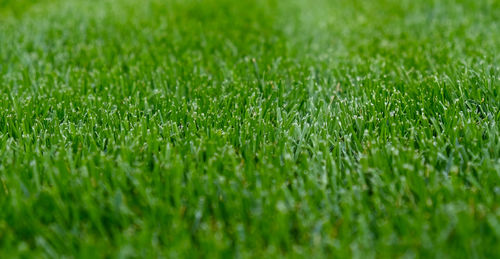 Close-up green grass, natural greenery texture of lawn garden. stripes after mowing lawn court. 