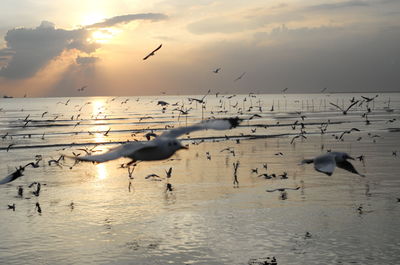 Flock of birds flying over sea against sky