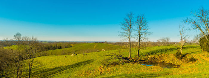 Scenic view of field against blue sky