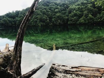 Scenic view of lake in forest