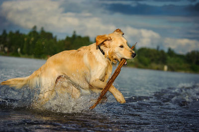 Dog fetching wooden stick