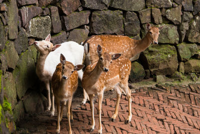 Deer family standing next to wall