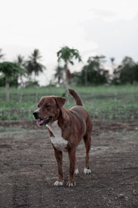 Dog standing on field