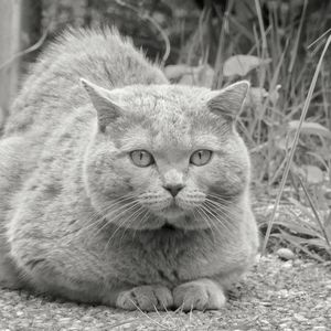 Close-up portrait of cat sitting outdoors