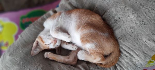 High angle view of cat sleeping