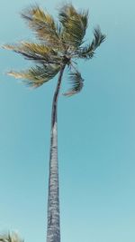 Low angle view of palm tree against blue sky