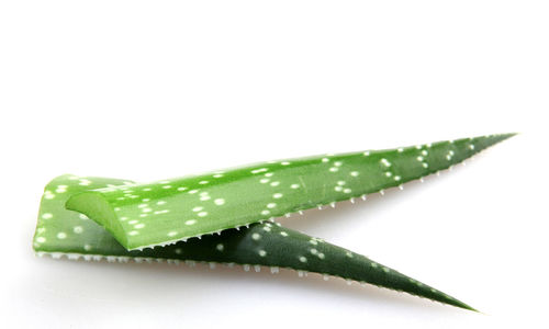 Close-up of wet leaves over white background