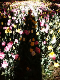 Rear view of woman with pink flowering plants