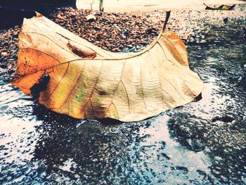 High angle view of dried leaf on wood