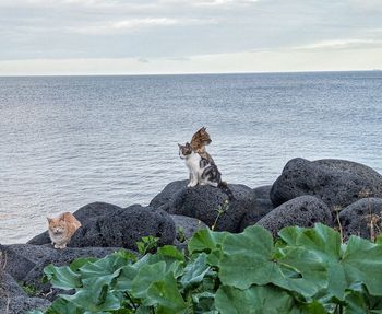 View of a turtle on rock by sea