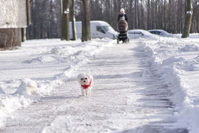 Dog running on snow covered landscape during winter