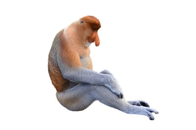 Close-up of monkey sitting against white background