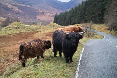 View of a horse on road