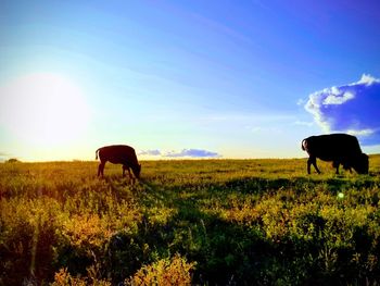 Horse grazing in a field