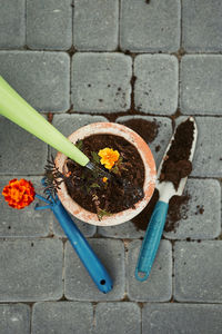 High angle view of potted plant on footpath