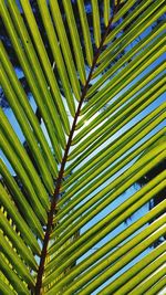 Full frame shot of palm tree