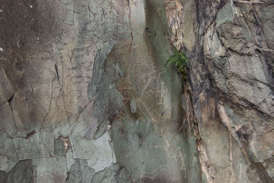 Full frame shot of tree trunk