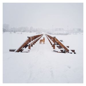 Dog standing on snow covered landscape against sky