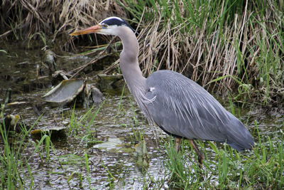 High angle view of gray heron in lake