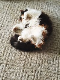 Dog sleeping on rug