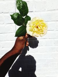 Midsection of person holding flowering plant