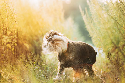 Close-up of dog