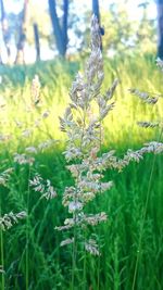 Close-up of plants growing on field