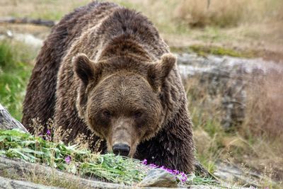 Close-up of bear