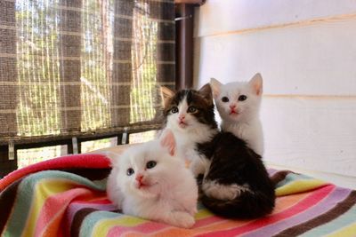 Cat sitting in a kitten