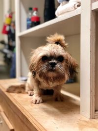 Portrait of dog standing