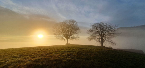 Trees on field against sky during sunset